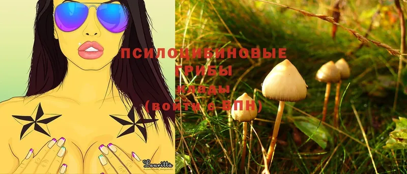 хочу   Шадринск  Галлюциногенные грибы MAGIC MUSHROOMS 